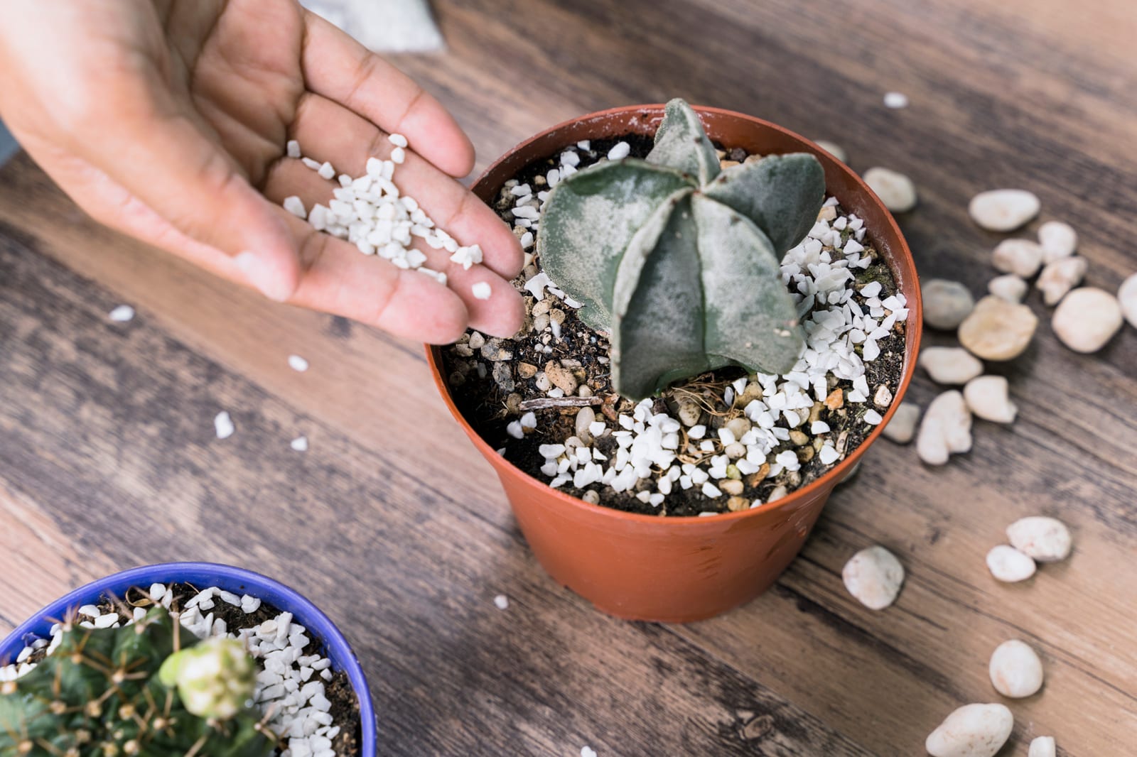 Terrário de Mesa Pequeno, peça do ateliê Nano Garden