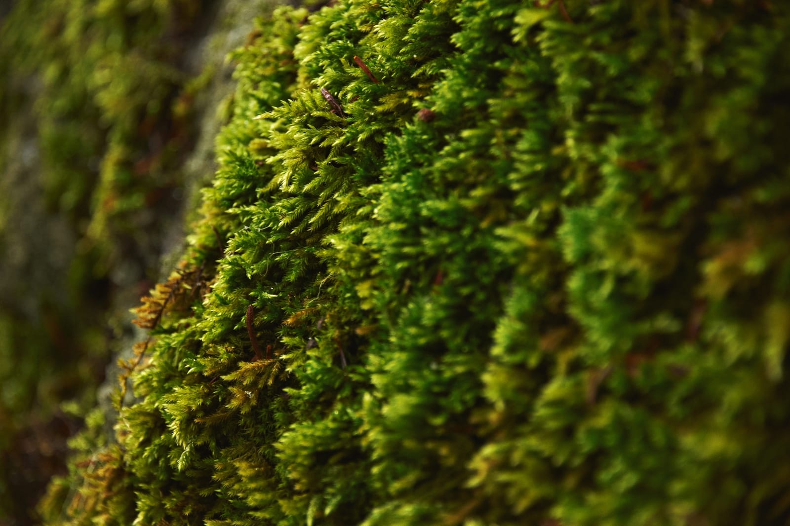 Bancada do ateliê Nano Garden com ferramentas e substrato para terrários