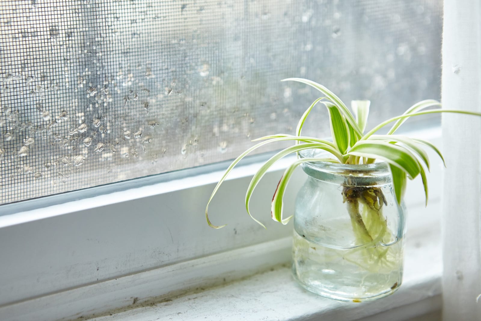 Terrário de Vidro Fechado — Médio no catálogo da Nano Garden