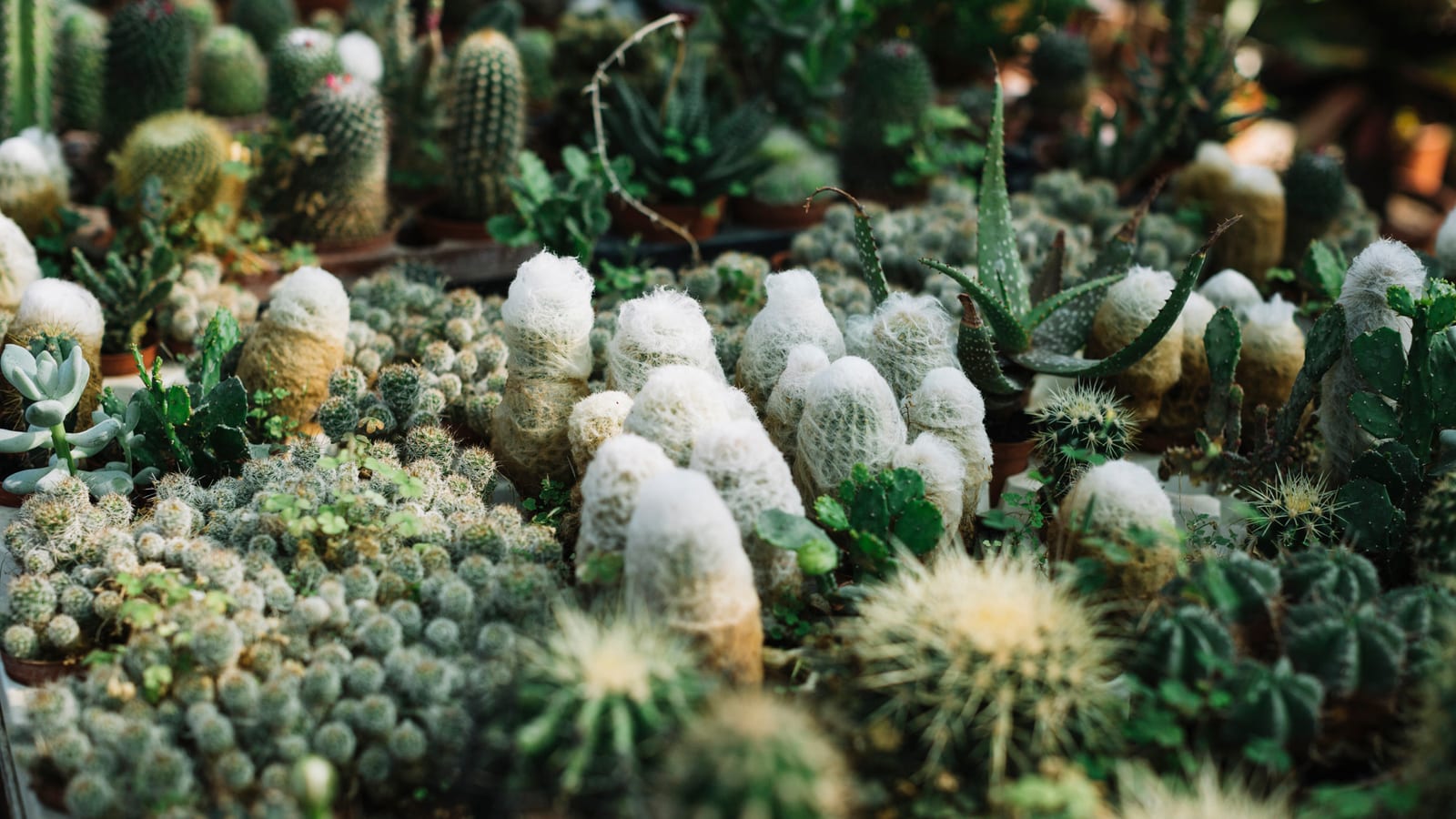 Kit Terrário para Montar no catálogo da Nano Garden