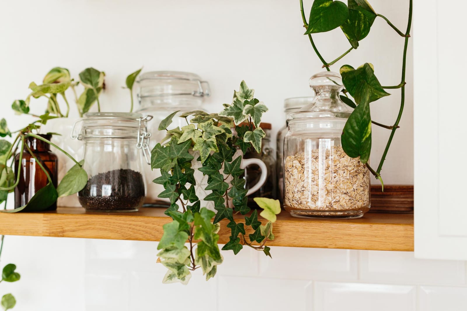 Consultoria para Plantas de Interior no catálogo da Nano Garden